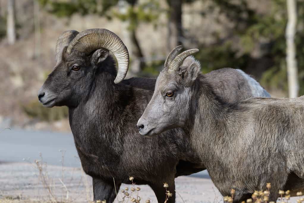 See This Enraged Ram Take On a Punching Bag and Only Get Angrier Every Time It Swings Back