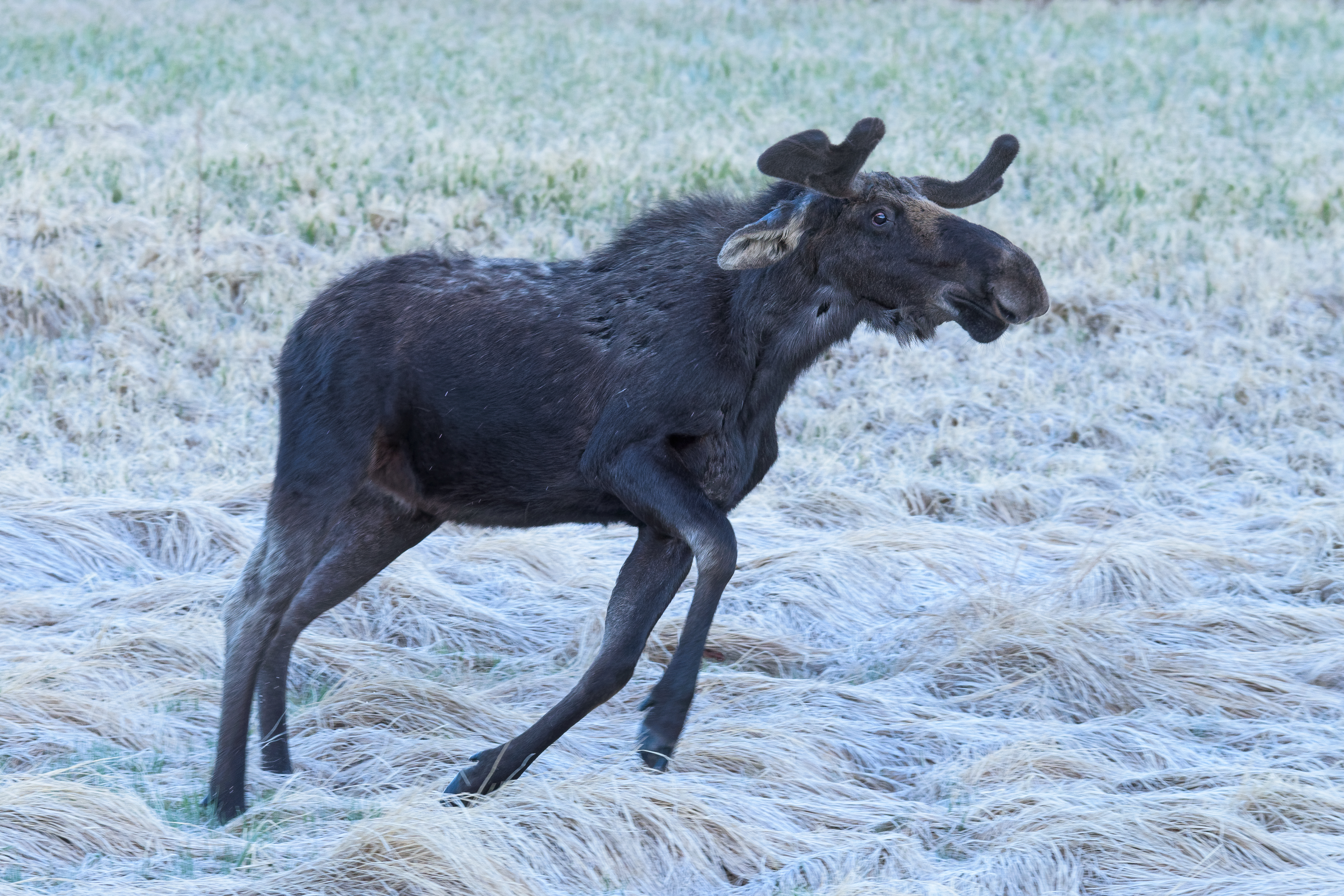 Moose in Colorado: Types and Where They Roam