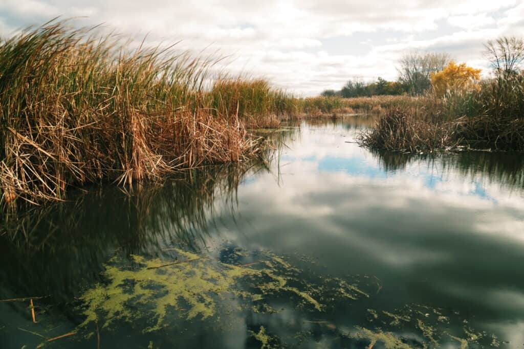 The Importance Coastal Saltmarshes and the Animals You Will Find There