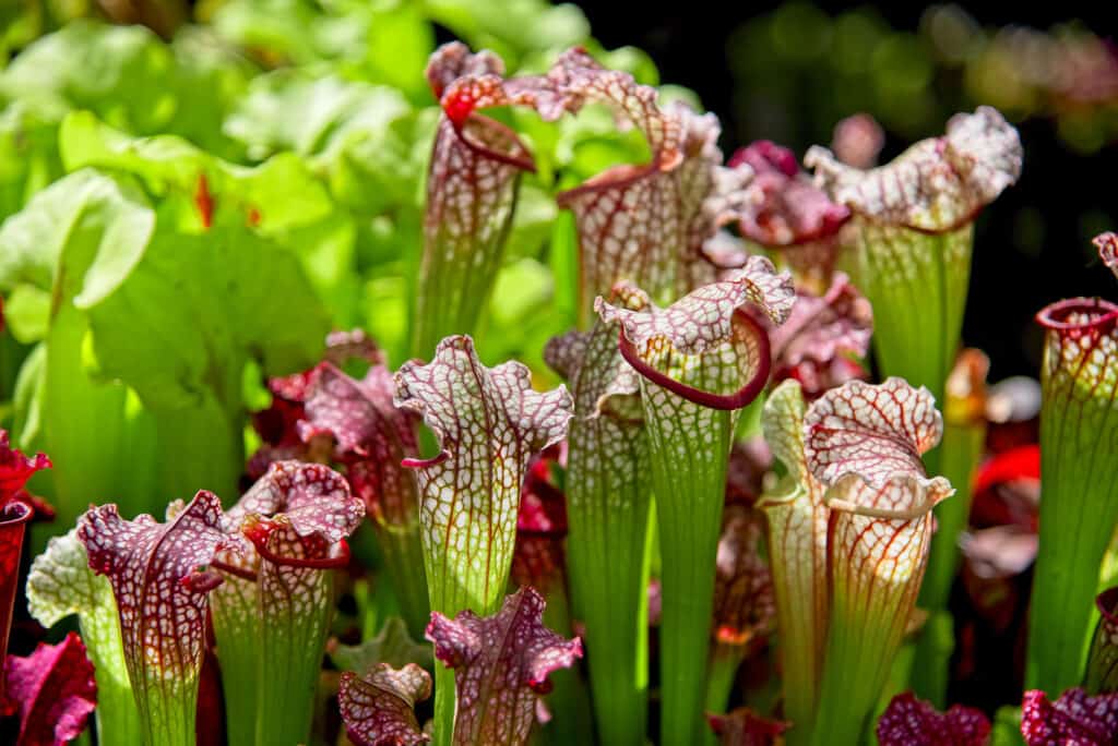 Propagating a Pitcher Plant: How to Grow a Carnivorous Plant From Seed