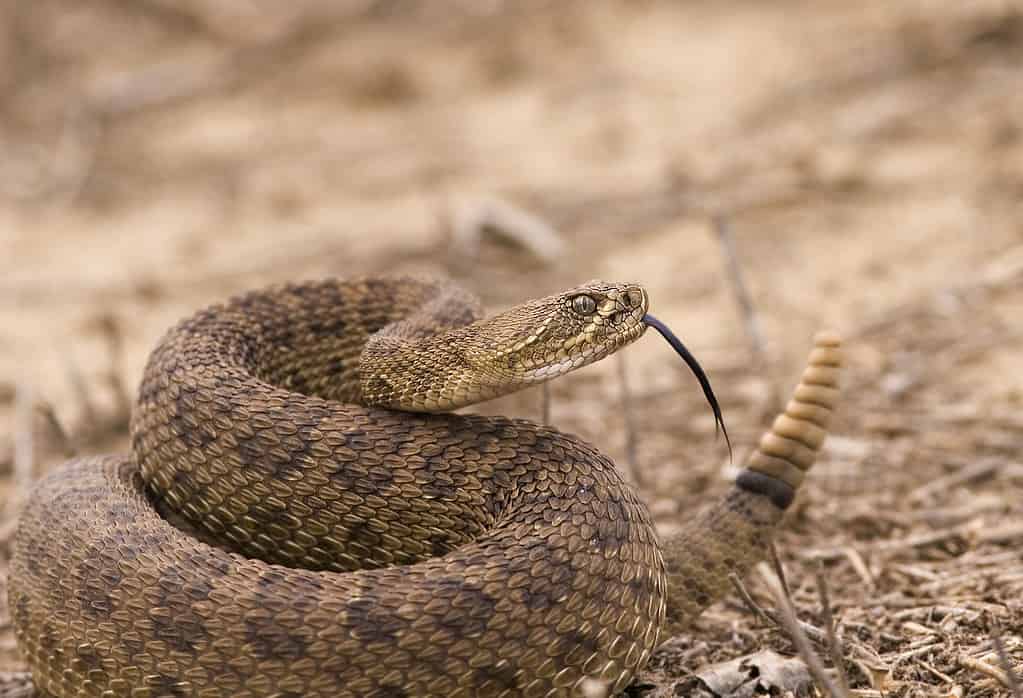 Meet the 13 Snakes of California's Merced River