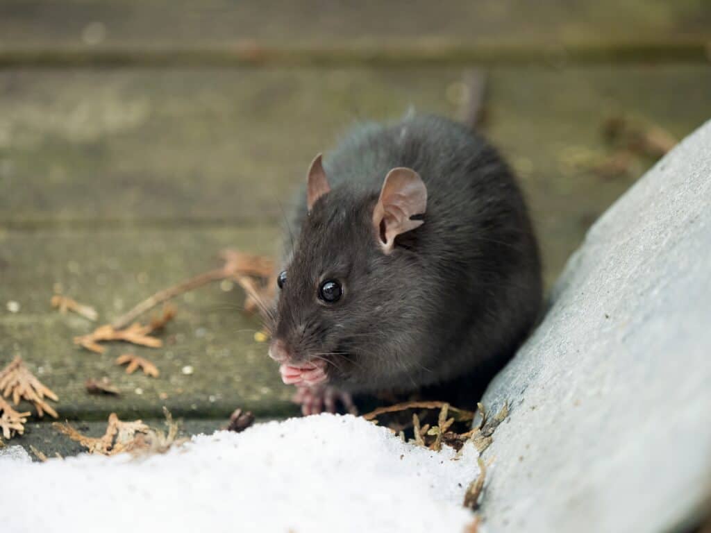 7 Signs There Are Rats in the Attic: Removal Tips, Safety Concerns, and Prevention