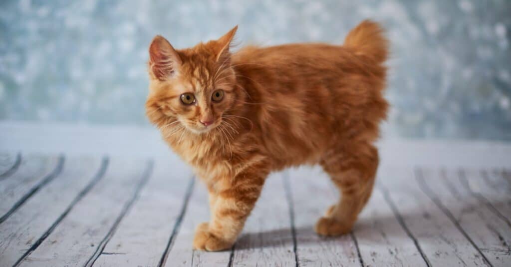 8 Cat Breeds That Look Like Bobcats