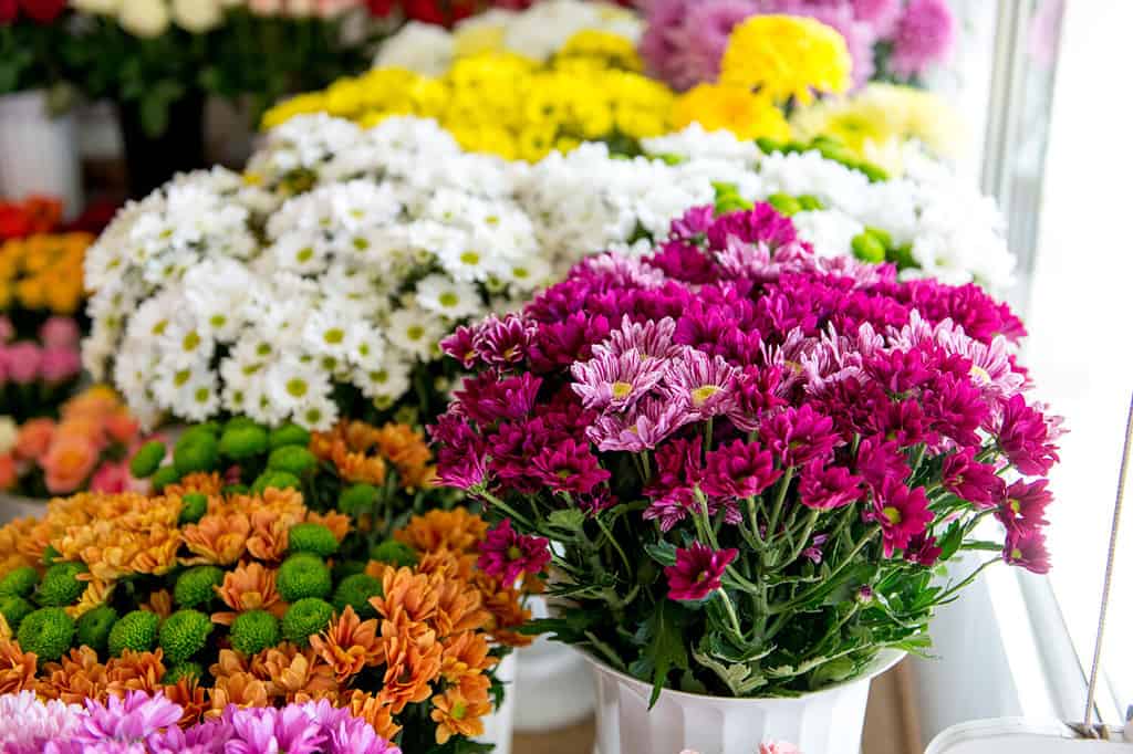 7 Things You Should Do to Your Potted Mums After They Bloom