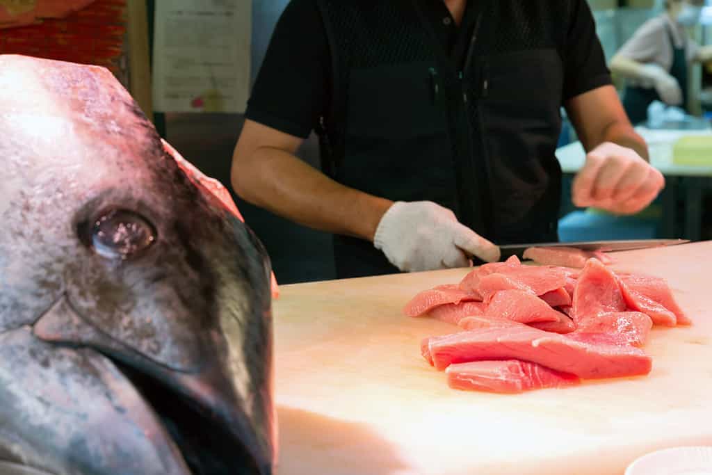 Enormous Tuna Fish Launches Itself Entirely Out of the Water While Hunting Next to a Kayaker