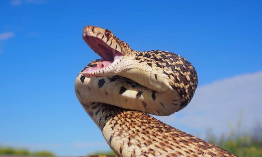 Meet the 13 Snakes of California's Merced River