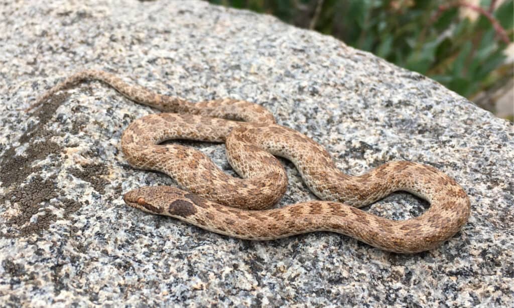 Meet the 13 Snakes of California's Merced River