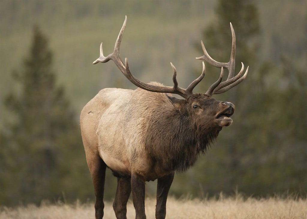 Meet 'Bruiser' - The Grumpy Elk People Are Being Warned to Avoid