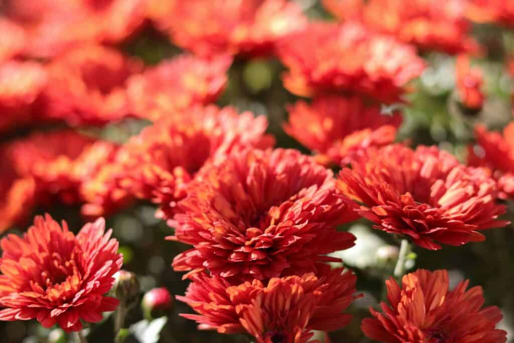 7 Things You Should Do to Your Potted Mums After They Bloom