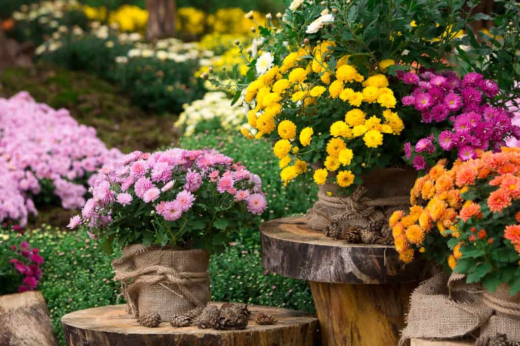 7 Things You Should Do to Your Potted Mums After They Bloom