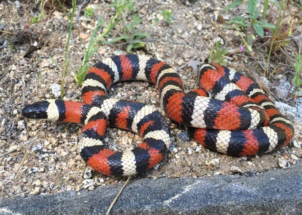 Meet the 13 Snakes of California's Merced River