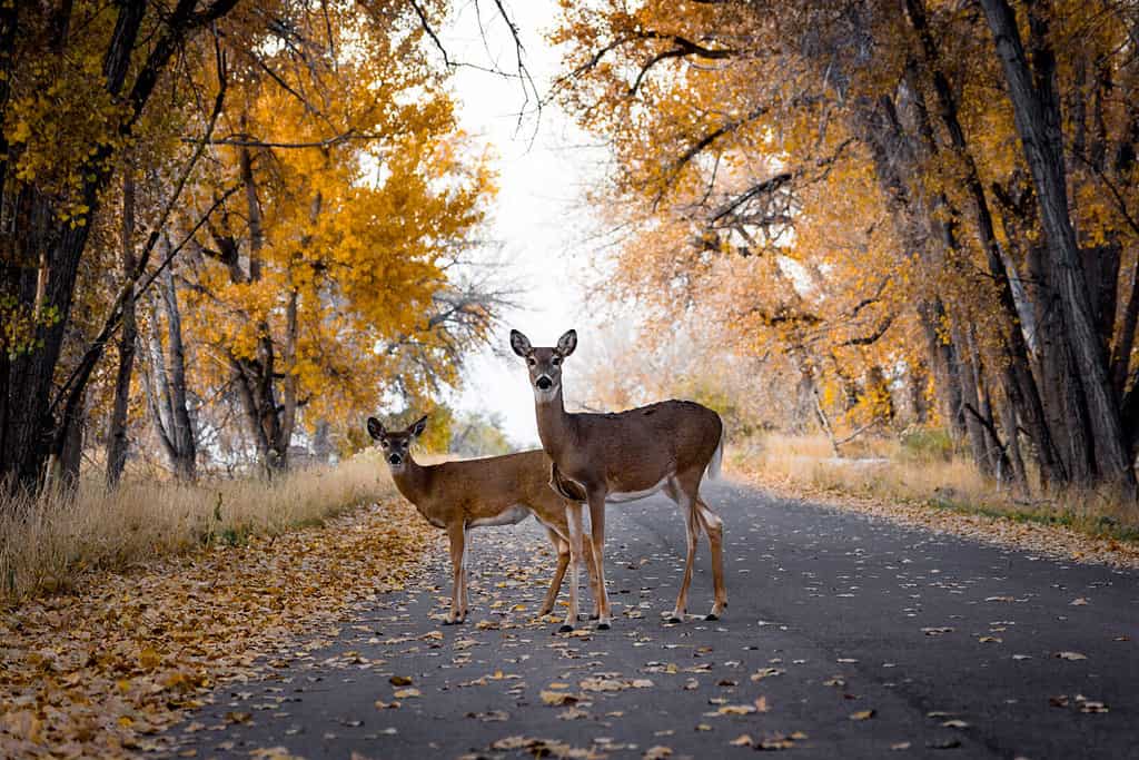 5 Reasons Deer Bolt Into Cars