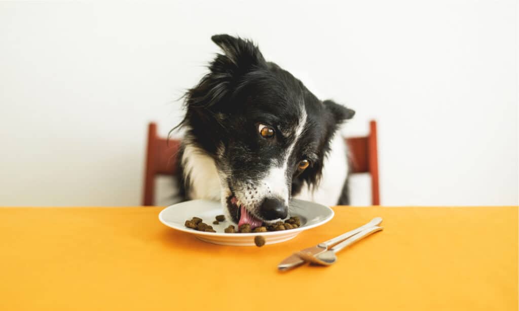 Why Dogs Shouldn't Lick Plates in the Dishwasher and How to Stop Them