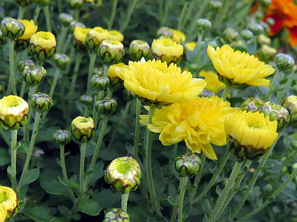 7 Things You Should Do to Your Potted Mums After They Bloom