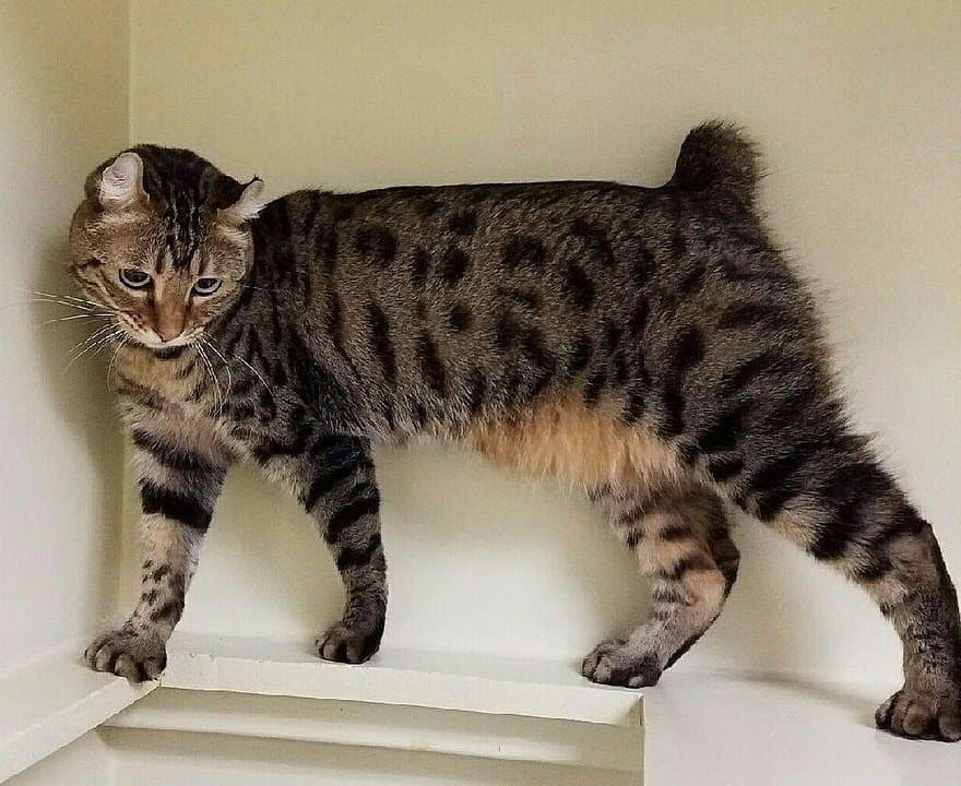 8 Cat Breeds That Look Like Bobcats