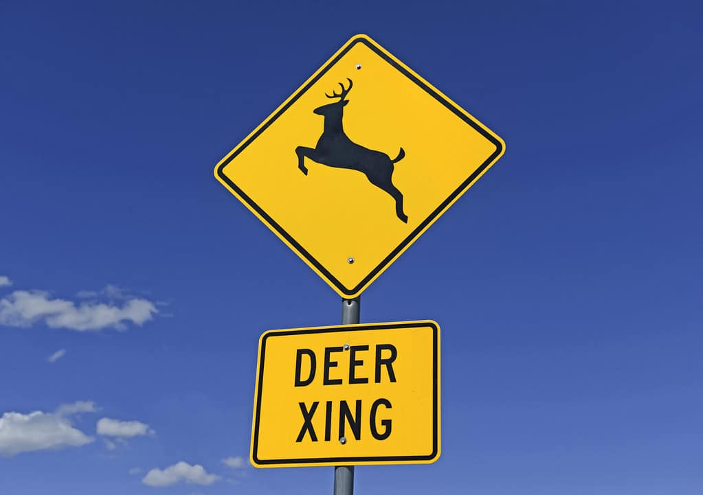 5 Reasons Deer Bolt Into Cars