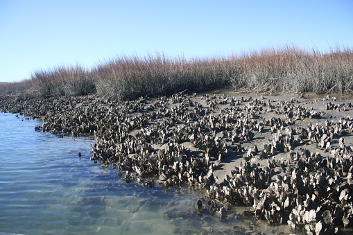 The Importance of Coastal Saltmarshes and the Animals You Will Find There