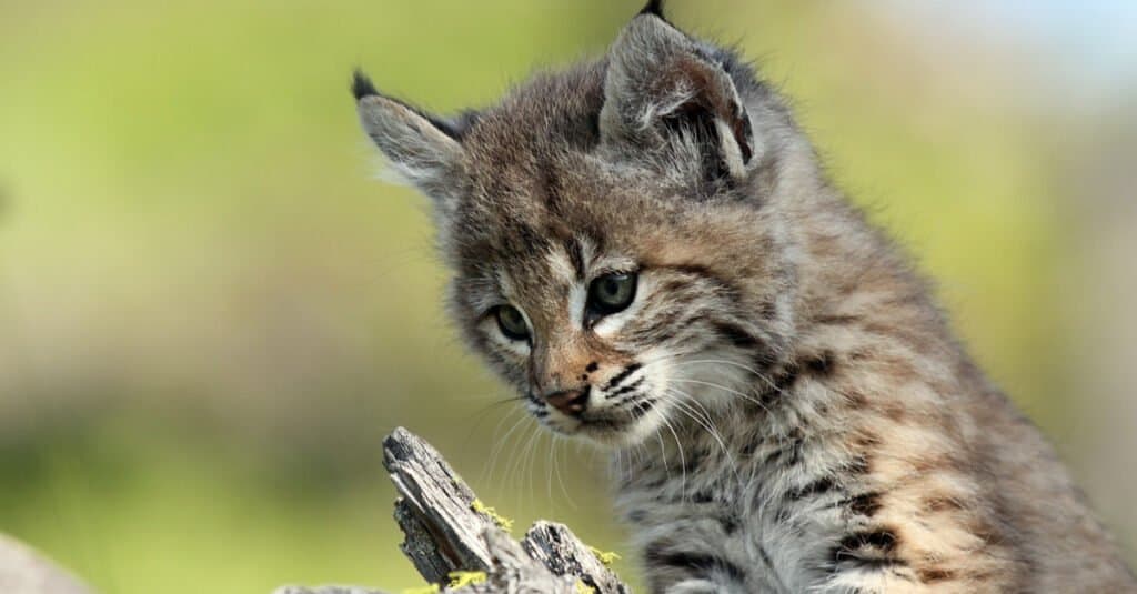 8 Cat Breeds That Look Like Bobcats