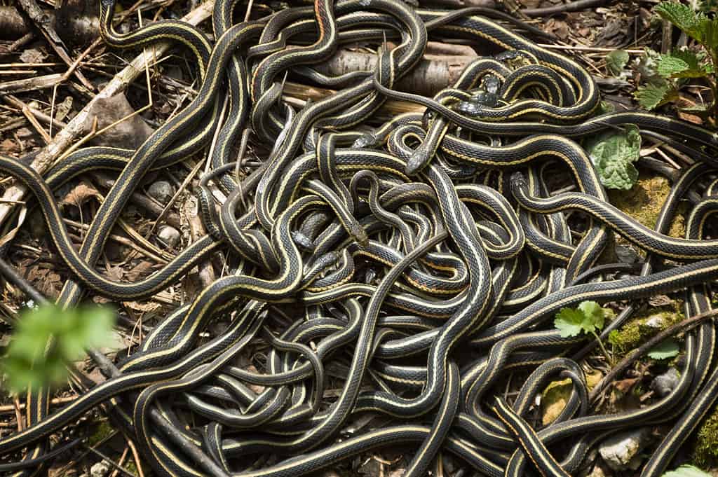 Meet the 13 Snakes of California's Merced River