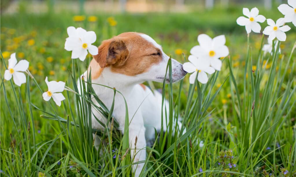 216 Charming Mexican Dog Names for Your Furry Amigo