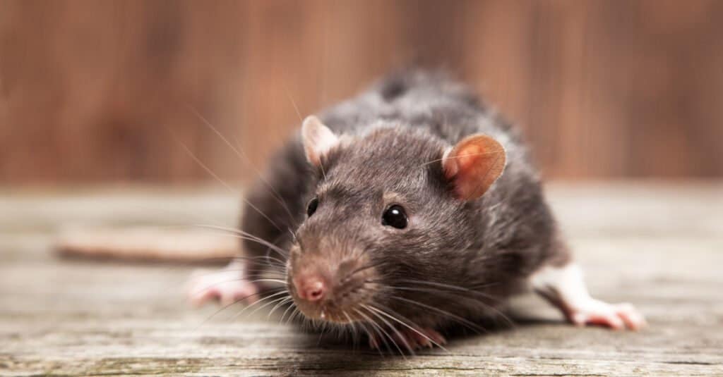 7 Signs There Are Rats in the Attic: Removal Tips, Safety Concerns, and Prevention