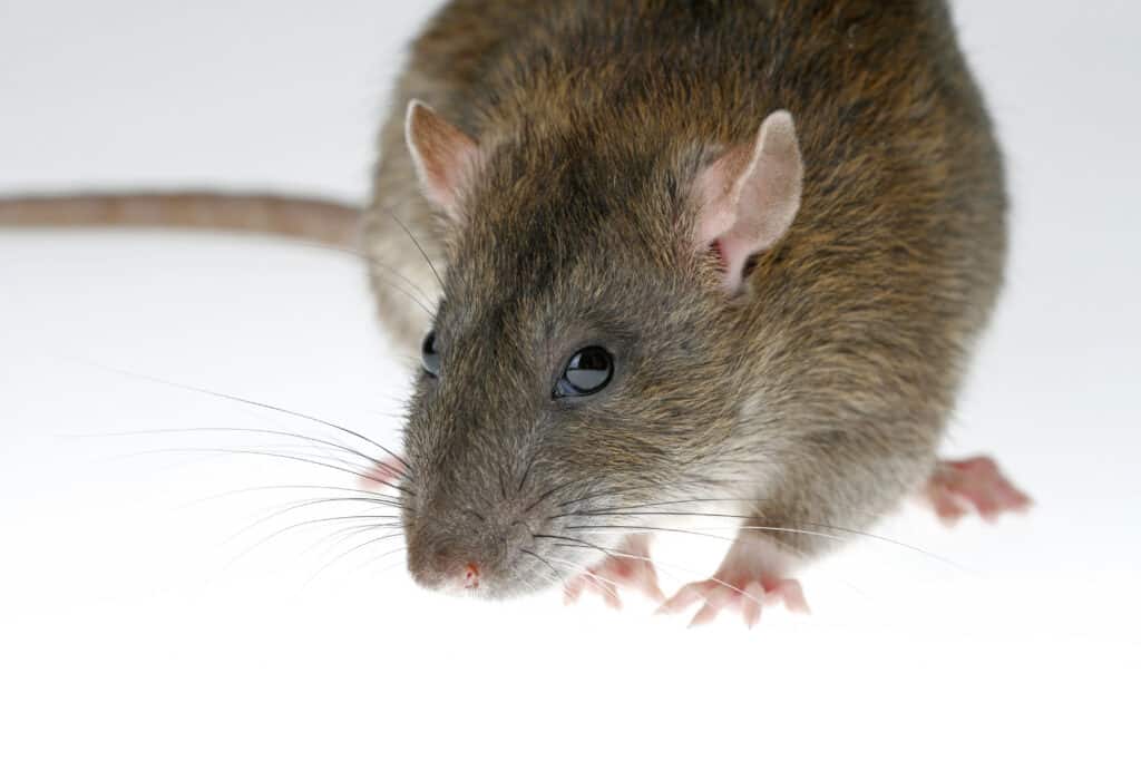 7 Signs There Are Rats in the Attic: Removal Tips, Safety Concerns, and Prevention