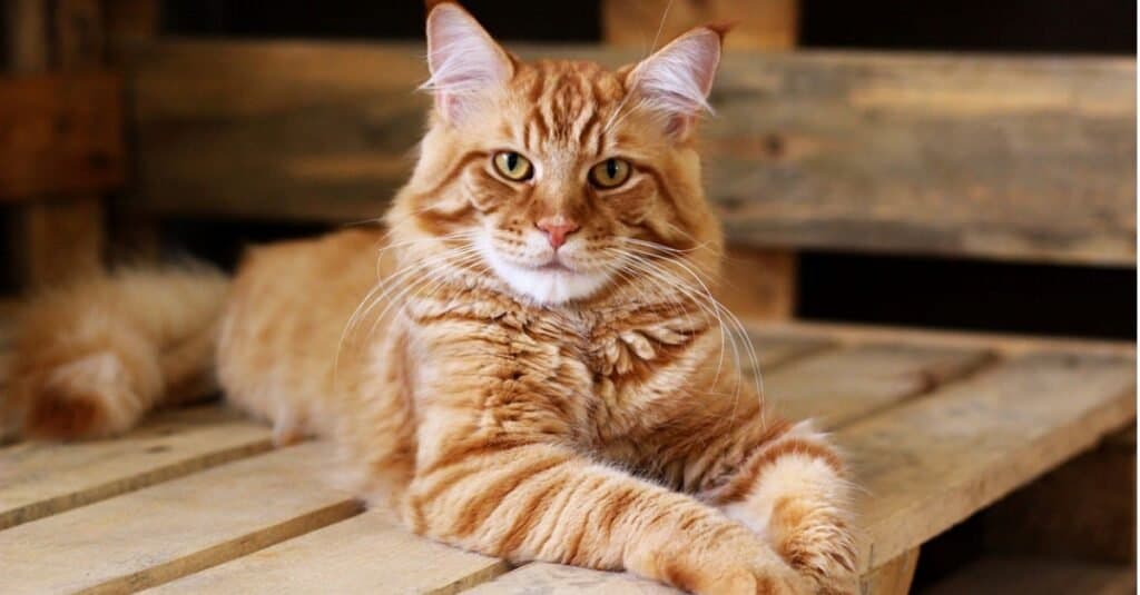 8 Cat Breeds That Look Like Bobcats