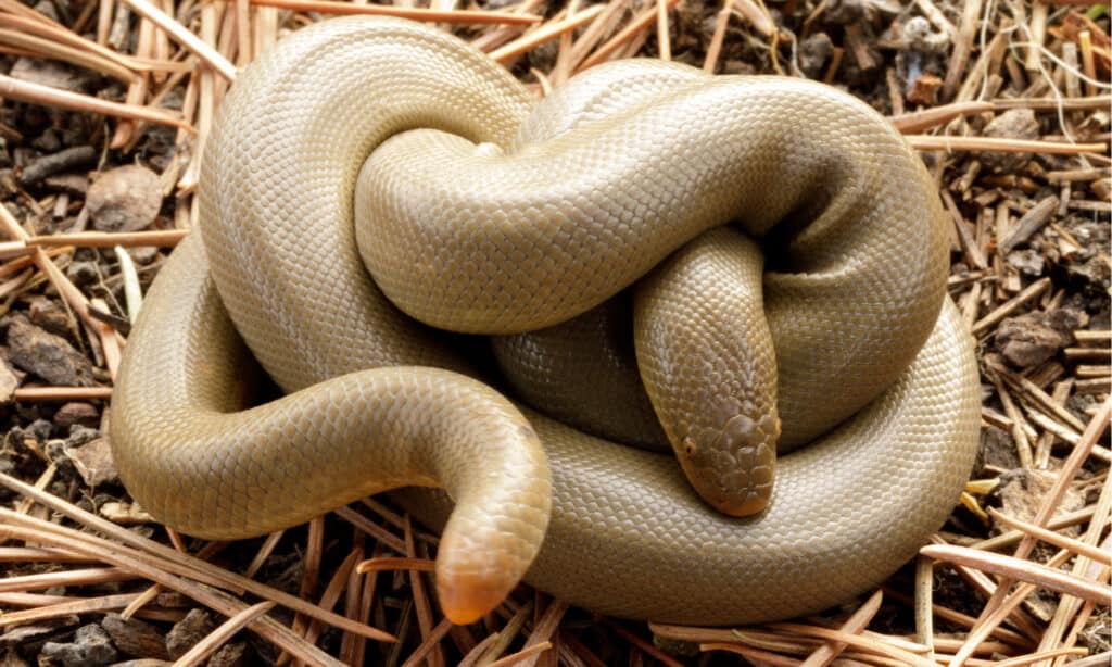 Meet the 13 Snakes of California's Merced River