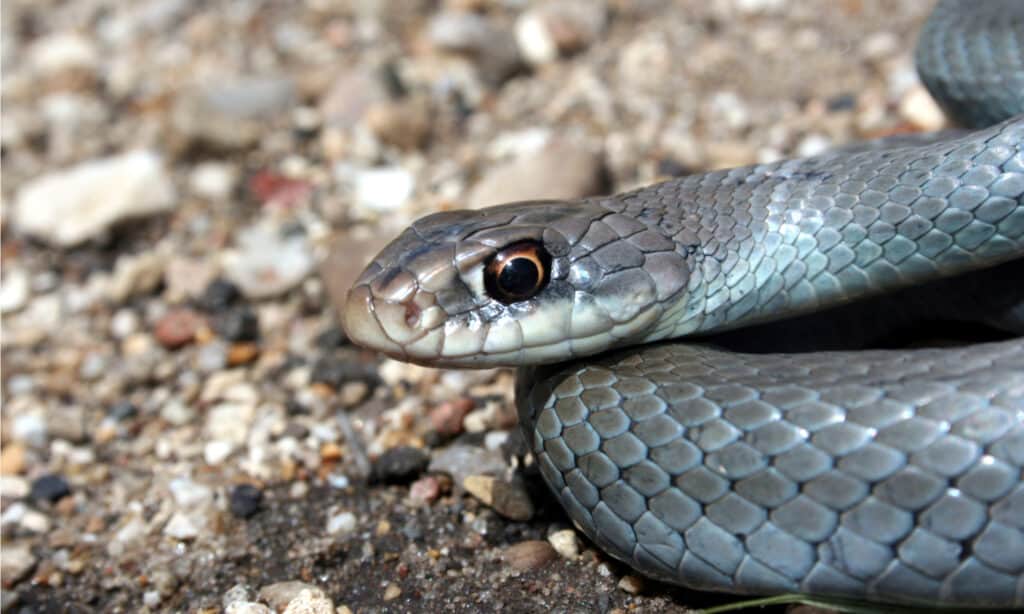 Meet the 13 Snakes of California's Merced River