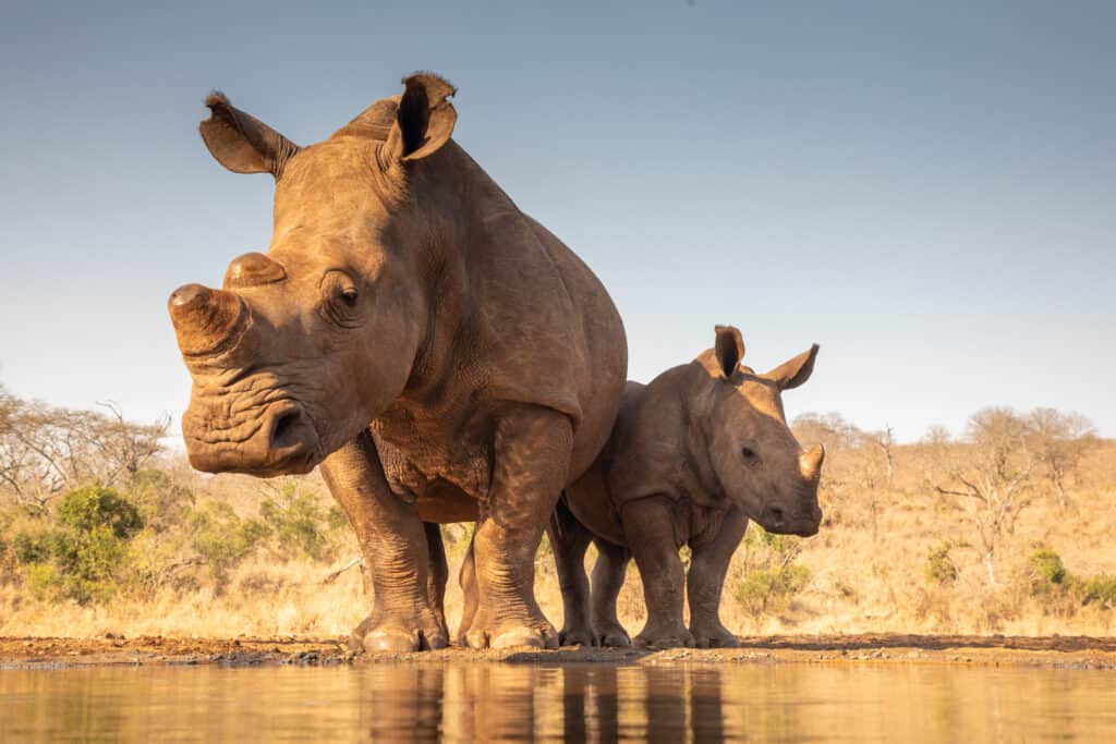 An Angry Rhino Meets A Safari Jeep-Watch