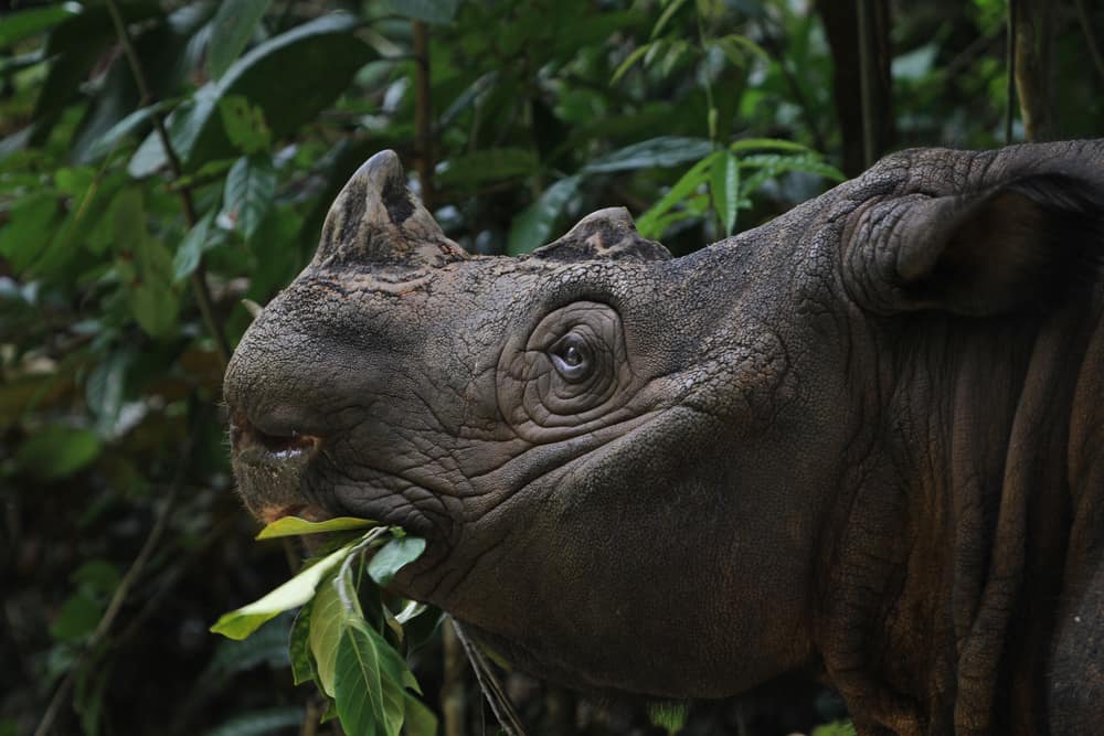 An Angry Rhino Meets A Safari Jeep-Watch