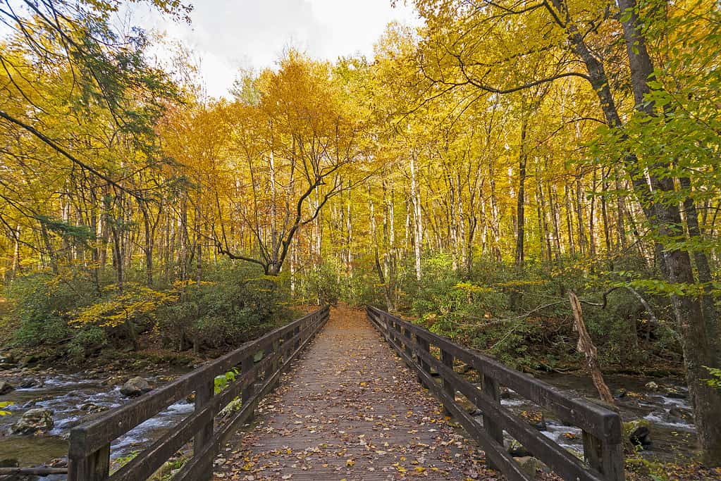 The 8 Best Hiking Trails in North Carolina With Amazing Views