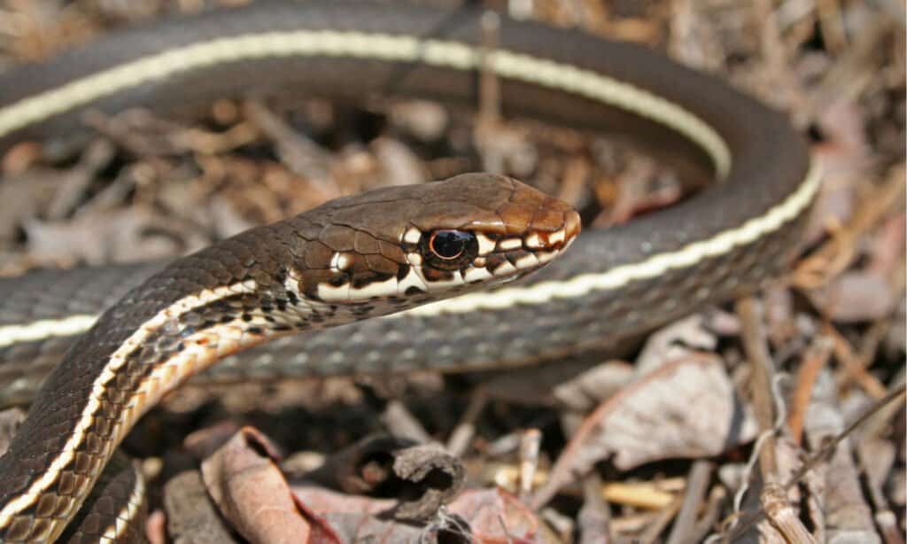 Meet the 13 Snakes of California's Merced River