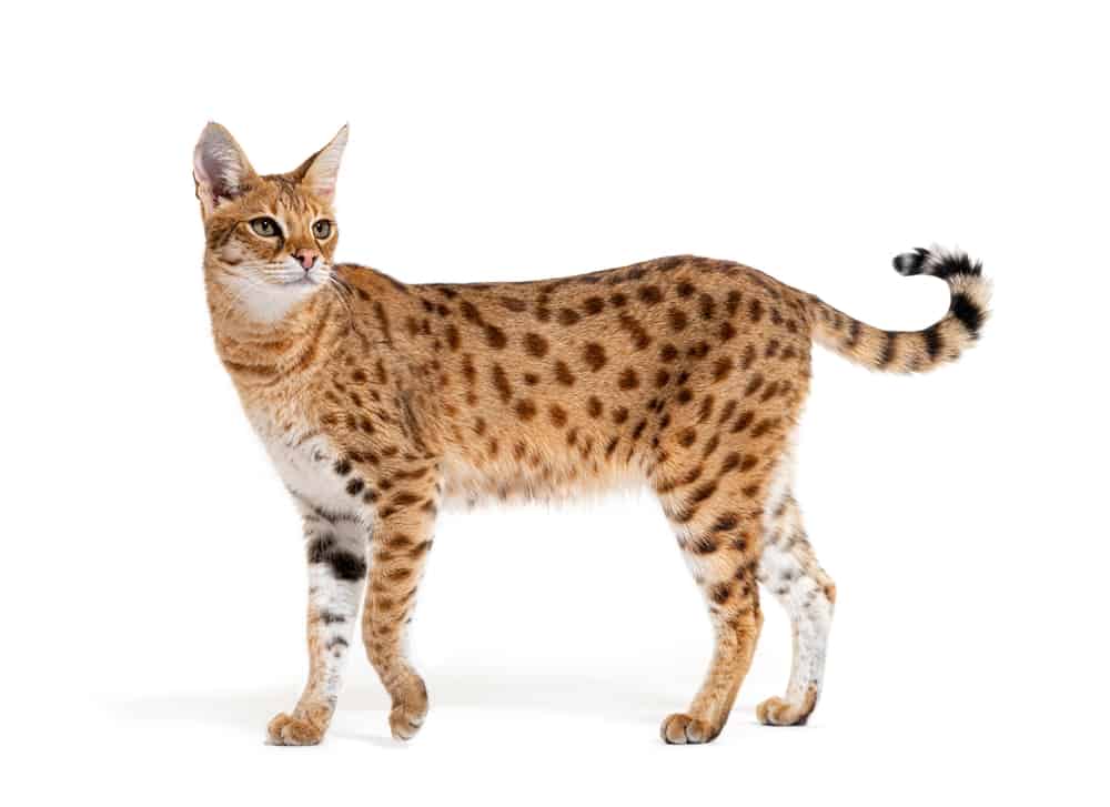 8 Cat Breeds That Look Like Bobcats