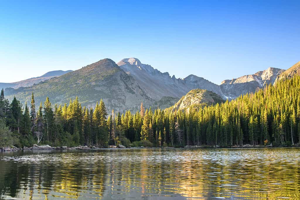 Moose in Colorado: Types and Where They Roam