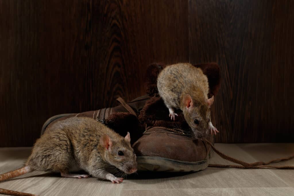 7 Signs There Are Rats in the Attic: Removal Tips, Safety Concerns, and Prevention