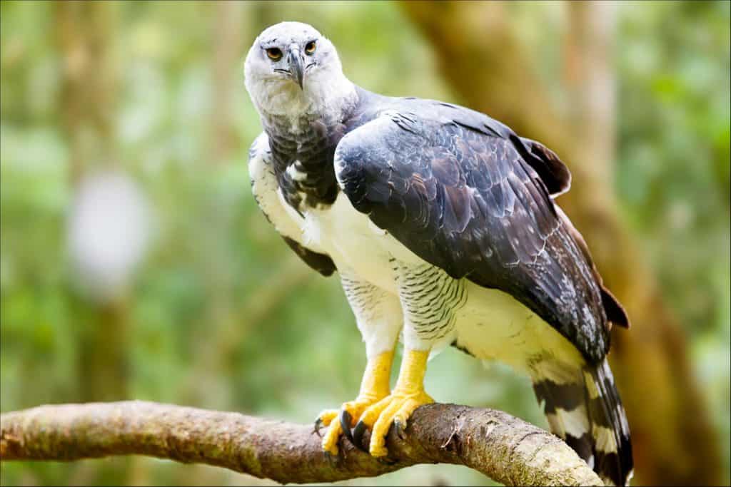 Discover the Strongest Bird of Prey in the Entire World