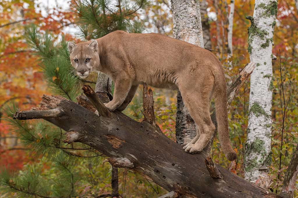 See Where in Pennsylvania a Rare Mountain Lion Was Just Spotted