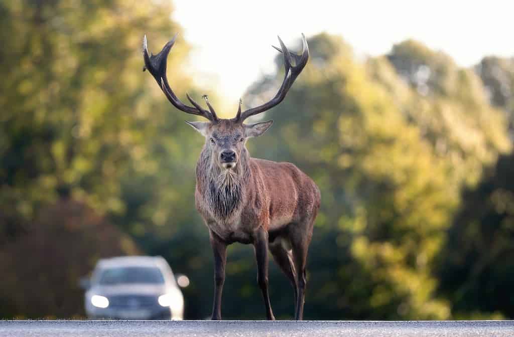 5 Reasons Deer Bolt Into Cars