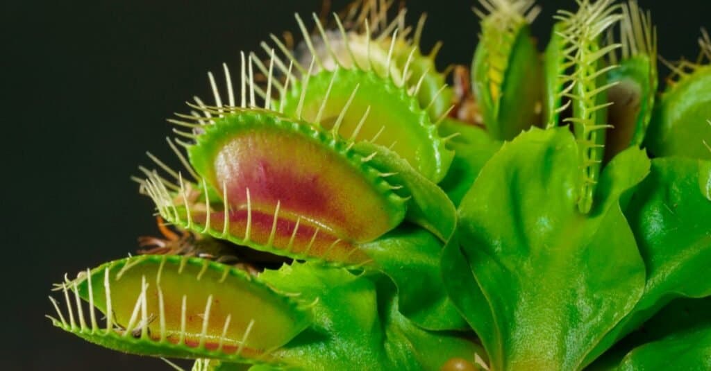 Propagating a Venus Flytrap: How to Grow a Carnivorous Plant From Seed