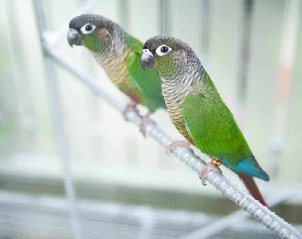 Male vs Female Green Cheek Conures: Key Differences