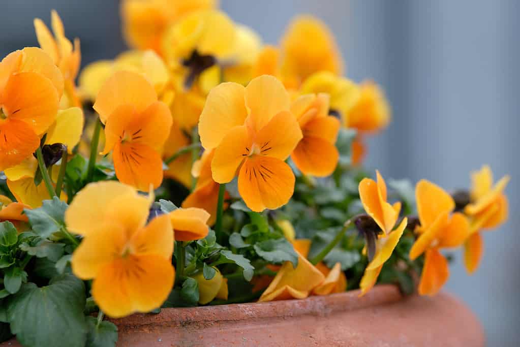 7 Things You Should Do to Your Potted Mums After They Bloom