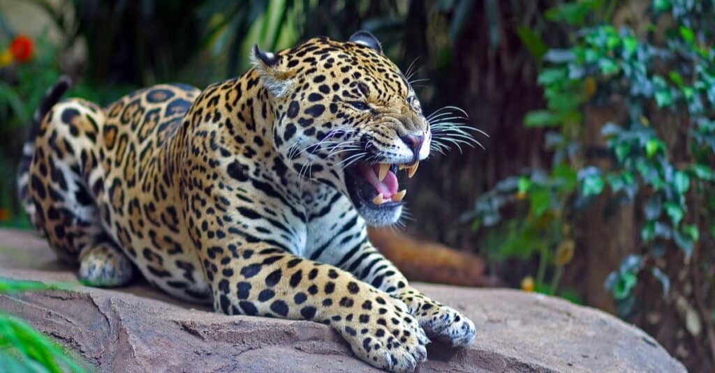 Male vs Female Jaguars: 3 Key Differences