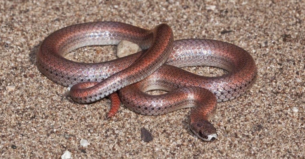 Meet the 13 Snakes of California's Merced River