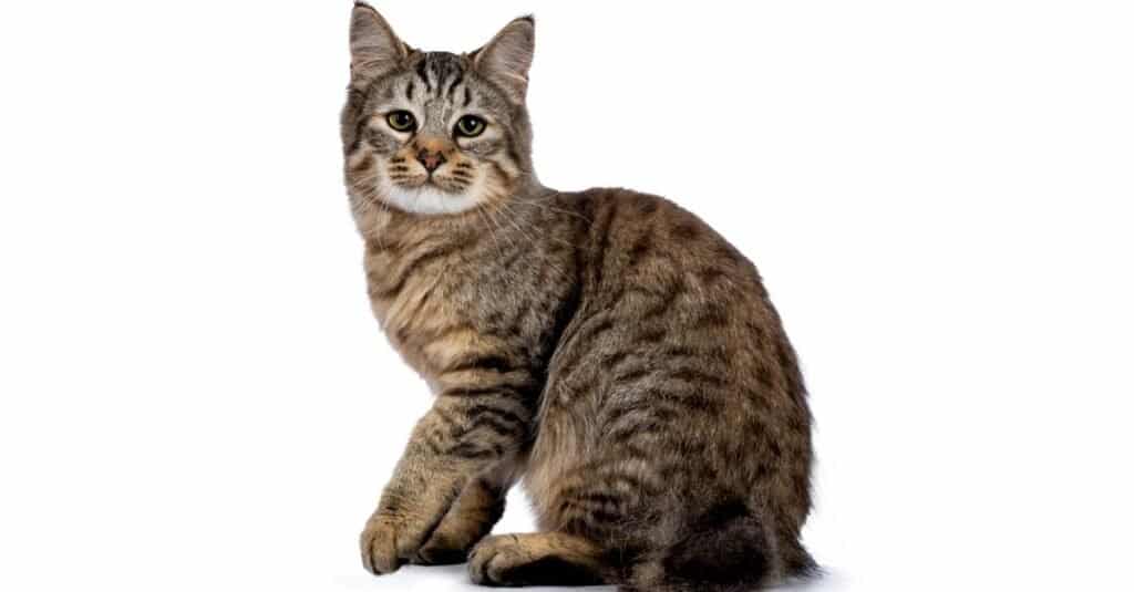 8 Cat Breeds That Look Like Bobcats