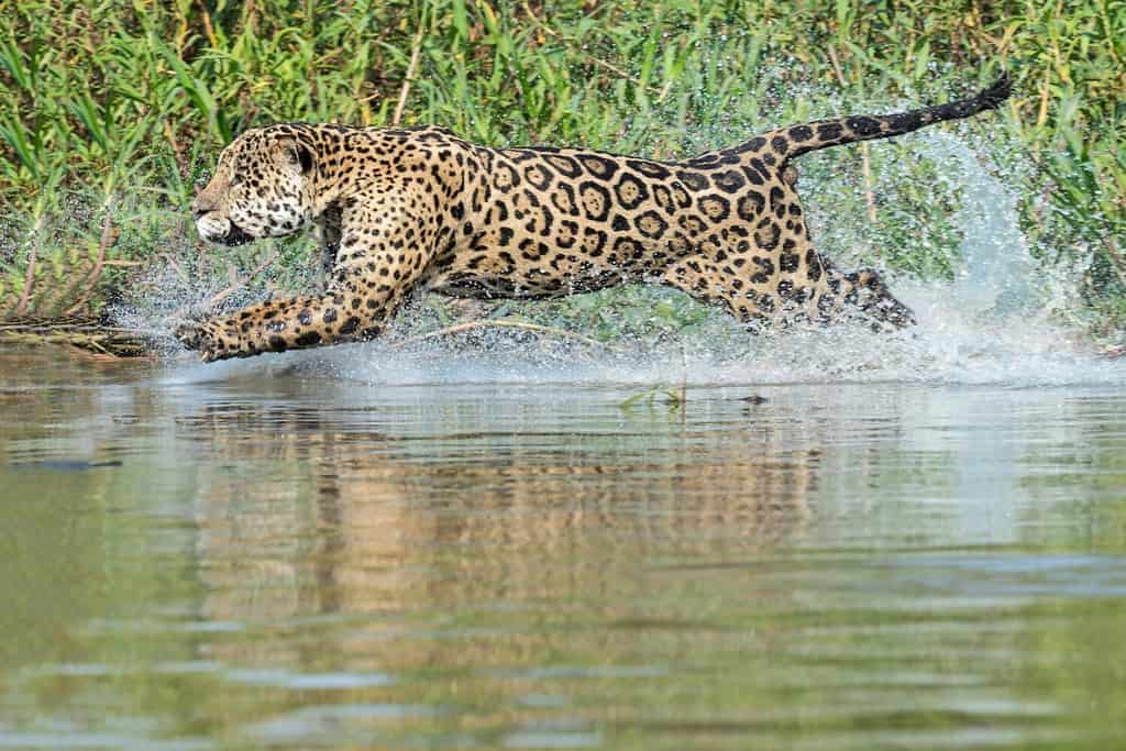 Male vs Female Jaguars: 3 Key Differences