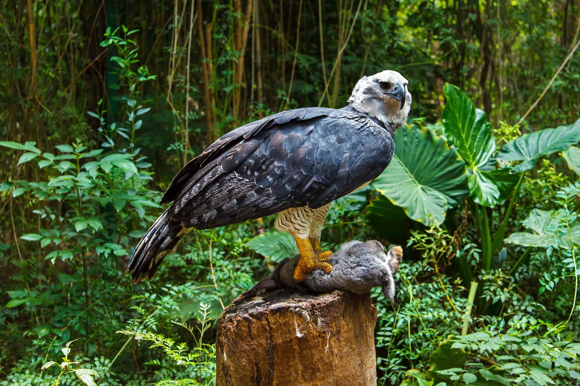 Discover the Strongest Bird of Prey in the Entire World