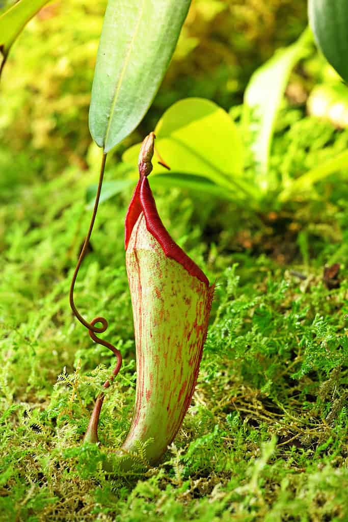 Propagating a Pitcher Plant: How to Grow a Carnivorous Plant From Seed