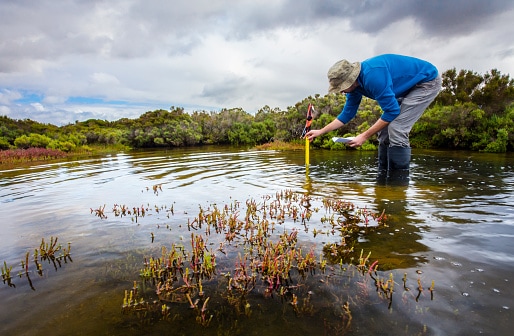 The Importance Coastal Saltmarshes and the Animals You Will Find There