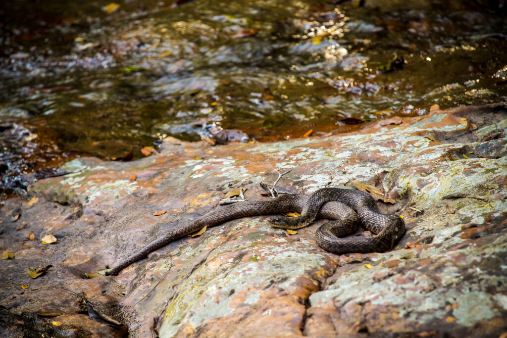 Meet the 13 Snakes of California's Merced River